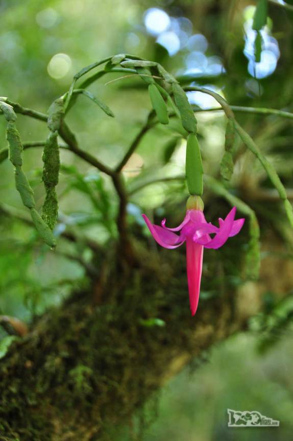 Uma bela e delicada orquídea no Vale da Luva, 2o dia de caminhada na travessia do Parque Nacional da Serra dos Órgãos, no Rio de Janeiro